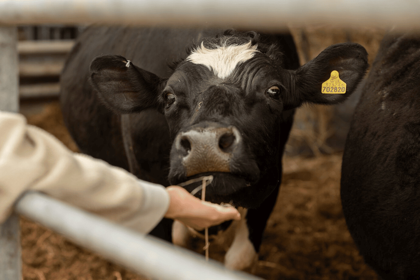 RFID tags for cows